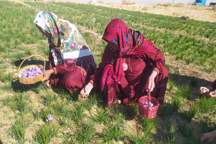 زعفران قلعه