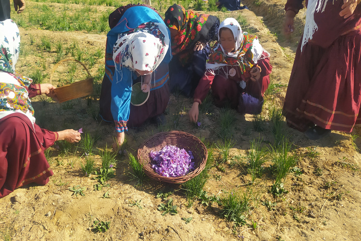 زعفران قلعه