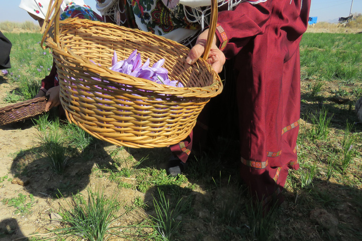 زعفران قلعه