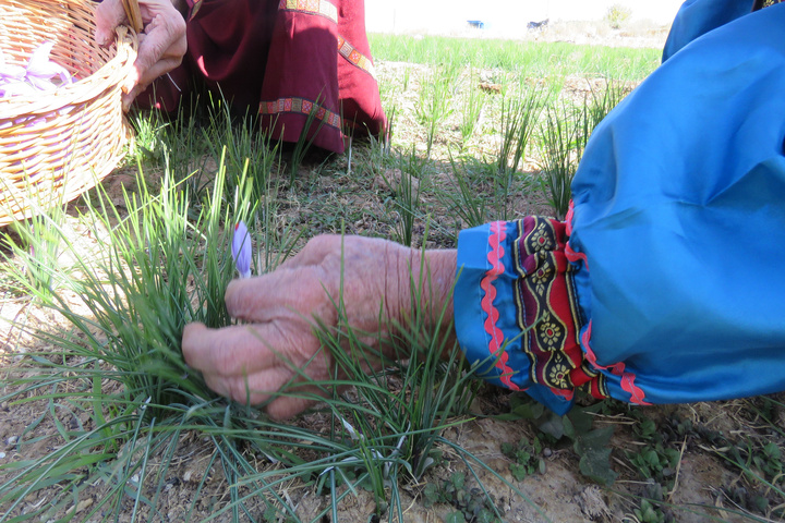 زعفران قلعه