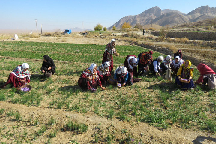 زعفران قلعه