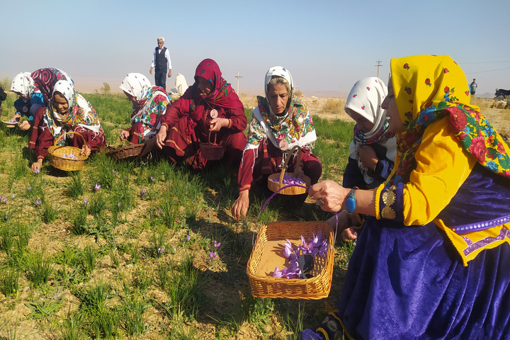 زعفران قلعه