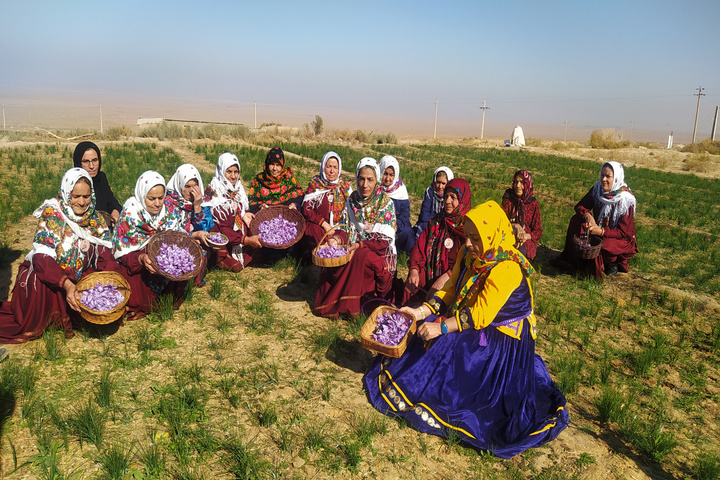 زعفران‌چینی در قلعه‌بالا؛ آیینی در پیوند زنانه، طبیعت و فرهنگ روستا