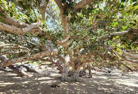 انجیر معابد، جاذبه اسرارآمیز چابهار