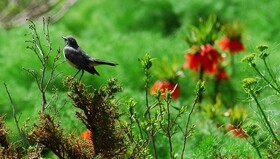 چهارمحال و بختیاری ظرفیت‌های گردشگری قابل‌توجهی دارد