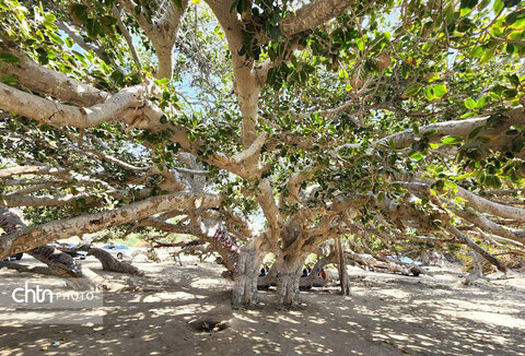 انجیر معابد، جاذبه اسرارآمیز چابهار