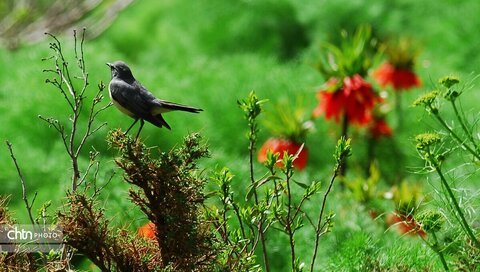 چهارمحال و بختیاری ظرفیت‌های گردشگری قابل‌توجهی دارد