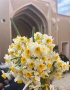 بهار گل نرگس در زمستان کویر