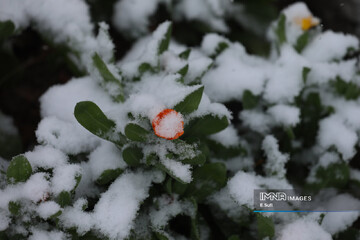 اراک؛ در آغوش برف، پاییز به زمستان سلام کرد