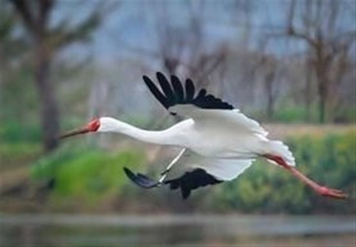 پرواز پنج هزار کیلومتری برای رسیدن به تالاب میقان