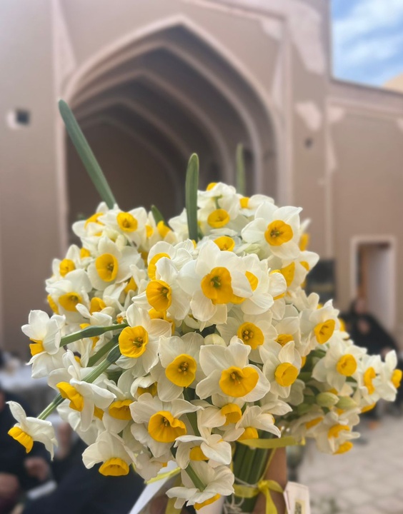 بهار گل نرگس در زمستان کویر