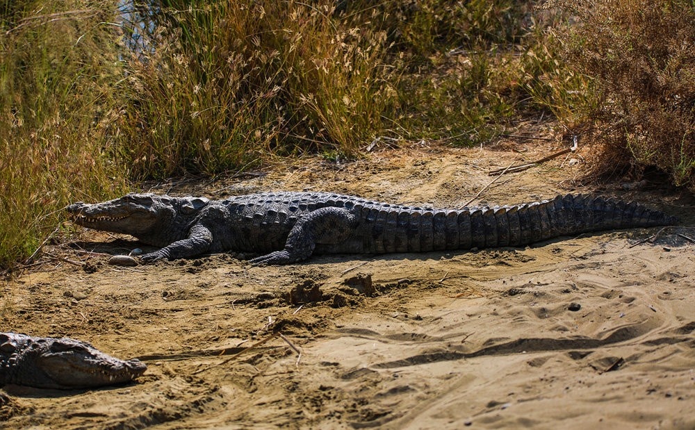 احتمال خروج گاندوها پس از بارندگی/ گردشگران از تردد در حاشیه رودخانهها و مردابها خودداری کنند