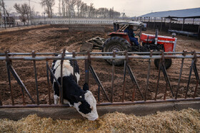 تولید شیر ، دامداری تلیسه‌ نمونه