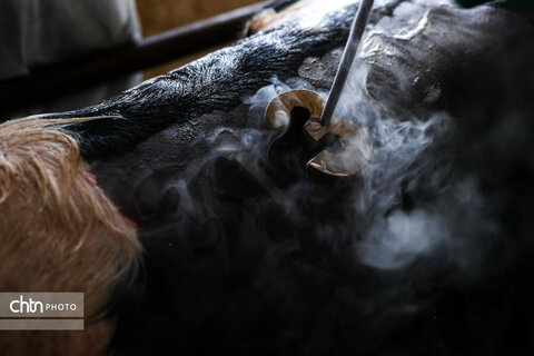 تولید شیر ، دامداری تلیسه‌ نمونه