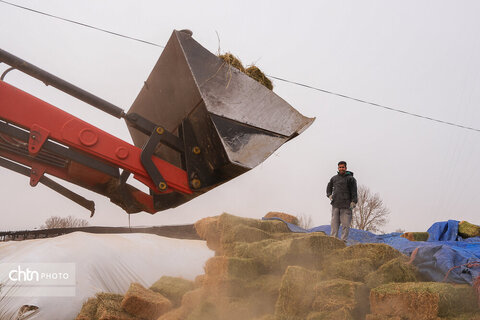 تولید شیر ، دامداری تلیسه‌ نمونه