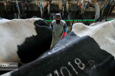 تولید شیر ، دامداری تلیسه‌ نمونه