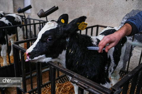 تولید شیر ، دامداری تلیسه‌ نمونه