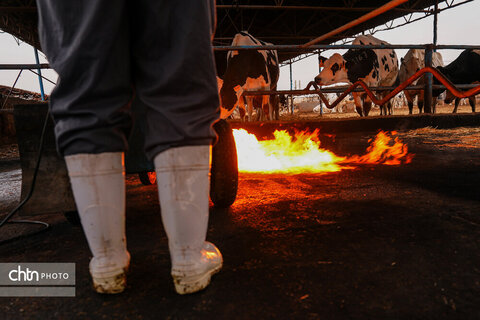 تولید شیر ، دامداری تلیسه‌ نمونه