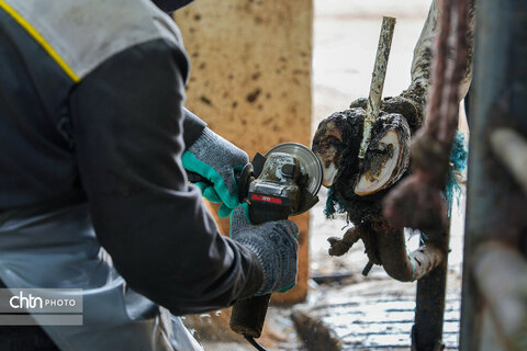 تولید شیر ، دامداری تلیسه‌ نمونه