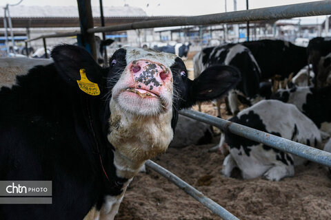 تولید شیر ، دامداری تلیسه‌ نمونه