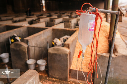 تولید شیر ، دامداری تلیسه‌ نمونه