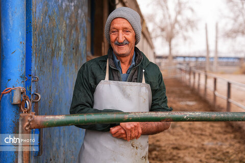 تولید شیر ، دامداری تلیسه‌ نمونه