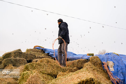 تولید شیر ، دامداری تلیسه‌ نمونه