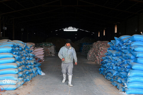 تولید شیر ، دامداری تلیسه‌ نمونه