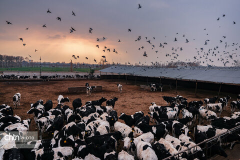 تولید شیر ، دامداری تلیسه‌ نمونه