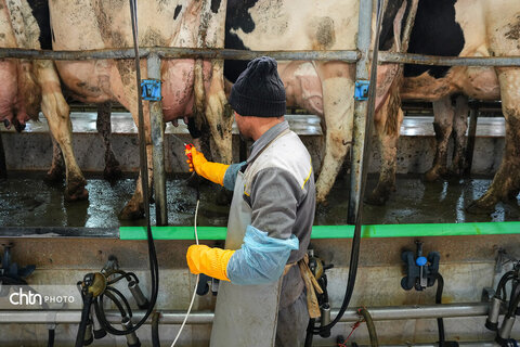 تولید شیر ، دامداری تلیسه‌ نمونه