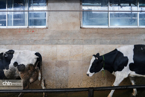 تولید شیر ، دامداری تلیسه‌ نمونه