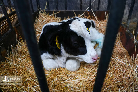 تولید شیر ، دامداری تلیسه‌ نمونه