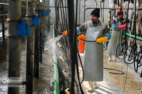 تولید شیر ، دامداری تلیسه‌ نمونه