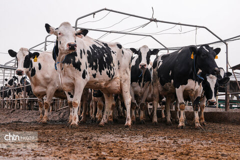 تولید شیر ، دامداری تلیسه‌ نمونه