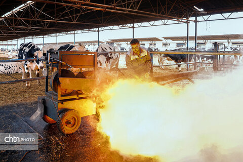 تولید شیر ، دامداری تلیسه‌ نمونه