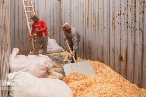 تولید شیر ، دامداری تلیسه‌ نمونه