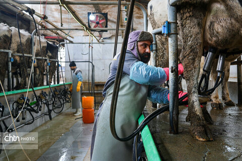 تولید شیر ، دامداری تلیسه‌ نمونه