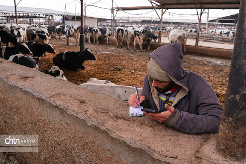 تولید شیر ، دامداری تلیسه‌ نمونه