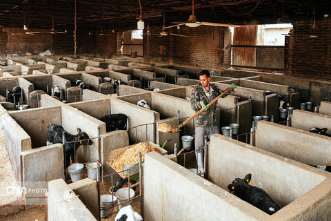 تولید شیر ، دامداری تلیسه‌ نمونه