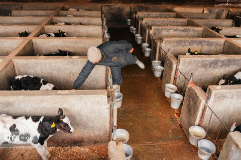 تولید شیر ، دامداری تلیسه‌ نمونه