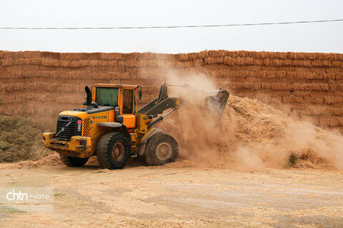 تولید شیر ، دامداری تلیسه‌ نمونه