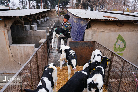 تولید شیر ، دامداری تلیسه‌ نمونه