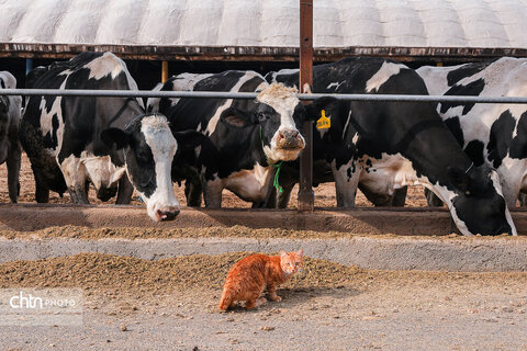 تولید شیر ، دامداری تلیسه‌ نمونه