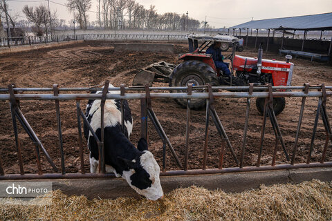 تولید شیر ، دامداری تلیسه‌ نمونه