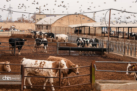 تولید شیر ، دامداری تلیسه‌ نمونه