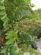 آماده‌سازی ۳ پرونده طبیعی استان ایلام برای ثبت در فهرست آثار ملی