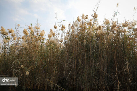 اجرای گشت فرهنگی ـ رسانه‌ای در تالاب بین‌المللی شادگان