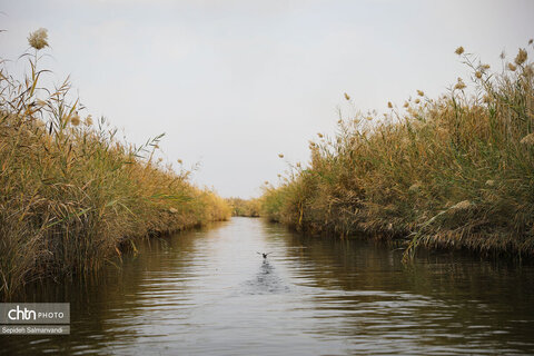 اجرای گشت فرهنگی ـ رسانه‌ای در تالاب بین‌المللی شادگان