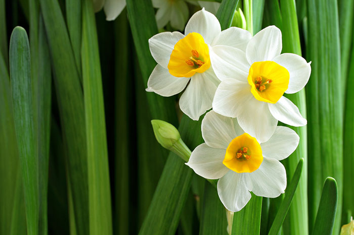 نمایشگاه صنایع‌دستی و سوغات در جویبار افتتاح می‌شود