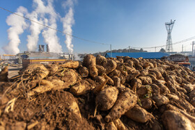 خوداتکایی در تولید شکر